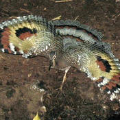 Sunbittern
